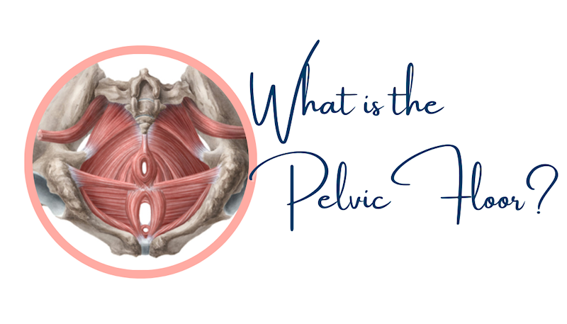 What Is the Pelvic Floor?